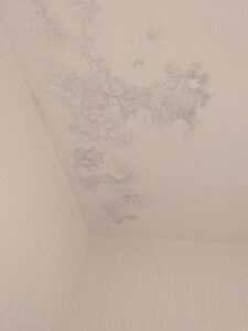 下地の石膏ボードにカビが発生しクロスにカビが浮き出た様子